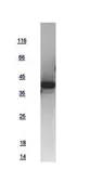 Human ANP protein, GST tag. GTX109255-pro