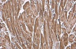 Anti-ANP antibody used in IHC (Paraffin sections) (IHC-P). GTX109255