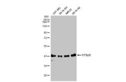 Anti-FTSJ1 antibody used in Western Blot (WB). GTX109271