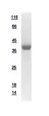 Human ADH4 protein, His tag. GTX109304-pro