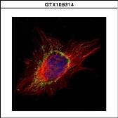 Anti-AP1S2 antibody used in Immunocytochemistry/ Immunofluorescence (ICC/IF). GTX109314
