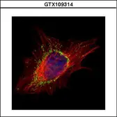 Anti-AP1S2 antibody used in Immunocytochemistry/ Immunofluorescence (ICC/IF). GTX109314