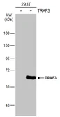 Anti-TRAF3 antibody used in Western Blot (WB). GTX109379
