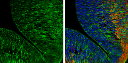 Anti-Caspr2 antibody [N2N3] used in IHC (Frozen sections) (IHC-Fr). GTX109389