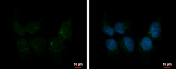 Anti-IFT80 antibody used in Immunocytochemistry/ Immunofluorescence (ICC/IF). GTX109393
