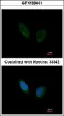 Anti-PHKA1 antibody [C2C3], C-term used in Immunocytochemistry/ Immunofluorescence (ICC/IF). GTX109401
