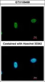 Anti-SmarcAL1 antibody used in Immunocytochemistry/ Immunofluorescence (ICC/IF). GTX109468