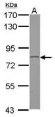 Anti-GPR128 antibody [N1N3] used in Western Blot (WB). GTX109527