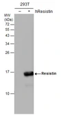 Anti-Resistin antibody [N1C3] used in Western Blot (WB). GTX109562