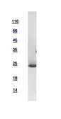 Human Proteasome 20S Beta 3 protein, His tag. GTX109566-pro