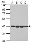 Anti-NCF4 antibody used in Western Blot (WB). GTX109570