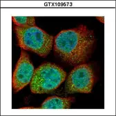 Anti-Ubiquitin B antibody used in Immunocytochemistry/ Immunofluorescence (ICC/IF). GTX109573