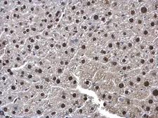 Anti-UFD1L antibody used in IHC (Paraffin sections) (IHC-P). GTX109579