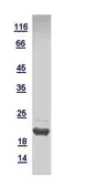 Human GADD45A protein, His tag. GTX109587-pro