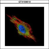 Anti-CHMP2B antibody used in Immunocytochemistry/ Immunofluorescence (ICC/IF). GTX109610