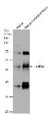 Anti-c-Myc antibody [N1], N-term used in Western Blot (WB). GTX109636