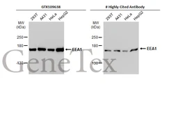 Anti-EEA1 antibody [C3], C-term used in Western Blot (WB). GTX109638