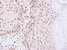 Anti-HDAC2 antibody used in IHC (Paraffin sections) (IHC-P). GTX109642