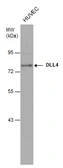 Anti-DLL4 antibody [N1N2], N-term used in Western Blot (WB). GTX109649