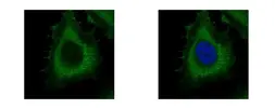 Anti-Dynamin 2 antibody [C2C3], C-term used in Immunocytochemistry/ Immunofluorescence (ICC/IF). GTX109652