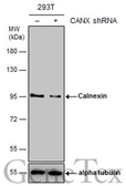 Anti-Calnexin antibody [C3], C-term used in Western Blot (WB). GTX109669
