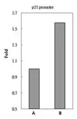 Anti-HDAC3 antibody [C3], C-term used in ChIP assay (ChIP assay). GTX109679