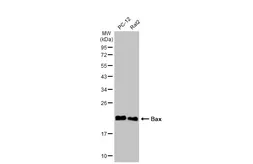 Anti-Bax antibody [N1N2], N-term used in Western Blot (WB). GTX109683