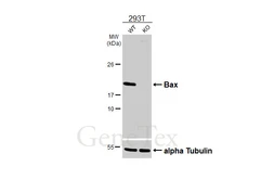 Anti-Bax antibody [N1N2], N-term used in Western Blot (WB). GTX109683