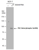 Anti-PKC theta (phospho Ser695) antibody used in Western Blot (WB). GTX109689