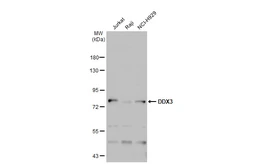 Anti-DDX3 antibody used in Western Blot (WB). GTX109727