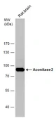 Anti-Aconitase 2 antibody [C1C3] used in Western Blot (WB). GTX109736