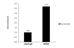 Anti-MCM4 antibody used in ChIP assay (ChIP assay). GTX109740