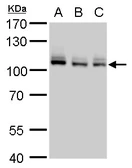 Anti-MCM4 antibody used in Western Blot (WB). GTX109740