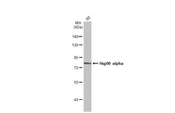 Anti-Hsp90 alpha antibody used in Western Blot (WB). GTX109753