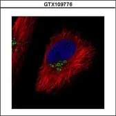 Anti-COG7 antibody used in Immunocytochemistry/ Immunofluorescence (ICC/IF). GTX109776