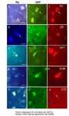 Anti-Neuropeptide Y antibody used in IHC (Frozen sections) (IHC-Fr). GTX10980