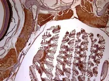 Anti-SMC3 antibody [N1N2], N-term used in IHC (Paraffin sections) (IHC-P). GTX109827