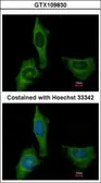 Anti-Factor X antibody used in Immunocytochemistry/ Immunofluorescence (ICC/IF). GTX109830