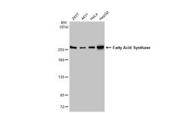 Anti-Fatty Acid Synthase antibody [N1], N-term used in Western Blot (WB). GTX109833