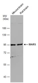 Anti-MARS antibody [N3C2], Internal used in Western Blot (WB). GTX109864