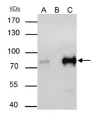 Anti-TCF3 / E2A antibody used in Immunoprecipitation (IP). GTX109885