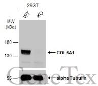 Anti-COL6A1 antibody [C1C2], Internal used in Western Blot (WB). GTX109963