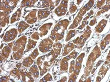 Anti-CFHR5 antibody used in IHC (Paraffin sections) (IHC-P). GTX109982