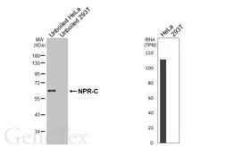 Anti-NPR-C antibody [N3C3] used in Western Blot (WB). GTX110023