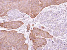 Anti-EPHX1 antibody used in IHC (Paraffin sections) (IHC-P). GTX110041