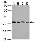 Anti-HSPA2 antibody used in Western Blot (WB). GTX110079
