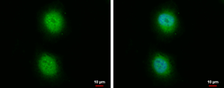 Anti-PPP5C antibody used in Immunocytochemistry/ Immunofluorescence (ICC/IF). GTX110090