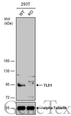 Anti-TLE1 antibody [N2C1], Internal used in Western Blot (WB). GTX110092