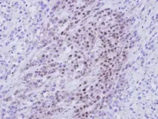Anti-RBMY1A1 antibody used in IHC (Paraffin sections) (IHC-P). GTX110098