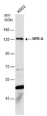 Anti-NPR-A antibody [C1C3-2] used in Western Blot (WB). GTX110112